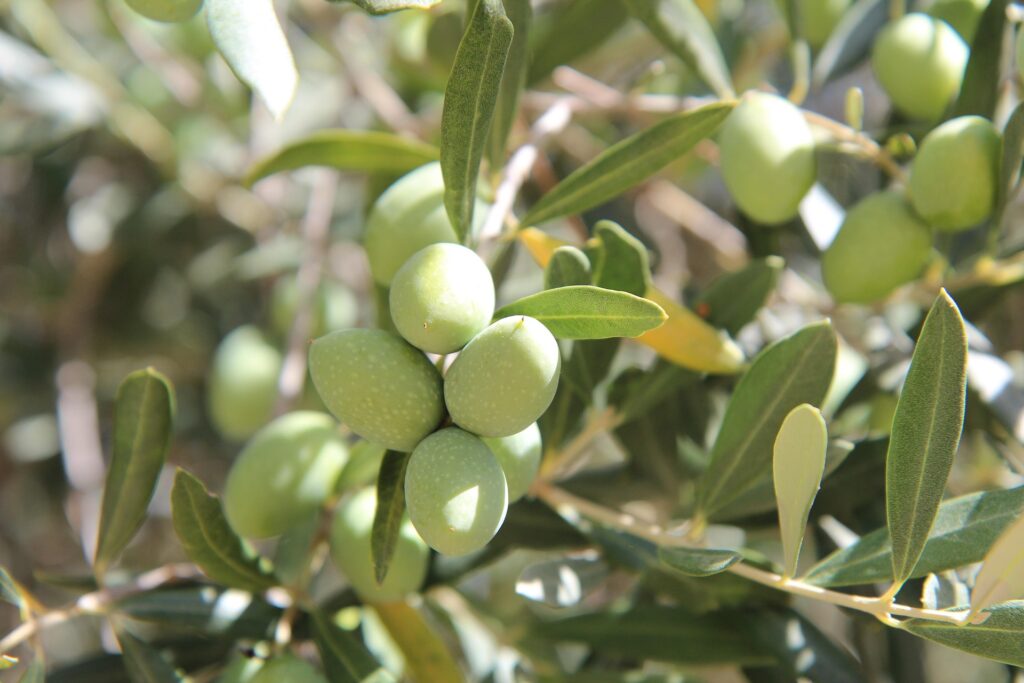 Cultivar d'oliva olio evo siciliano dei nebrodi
