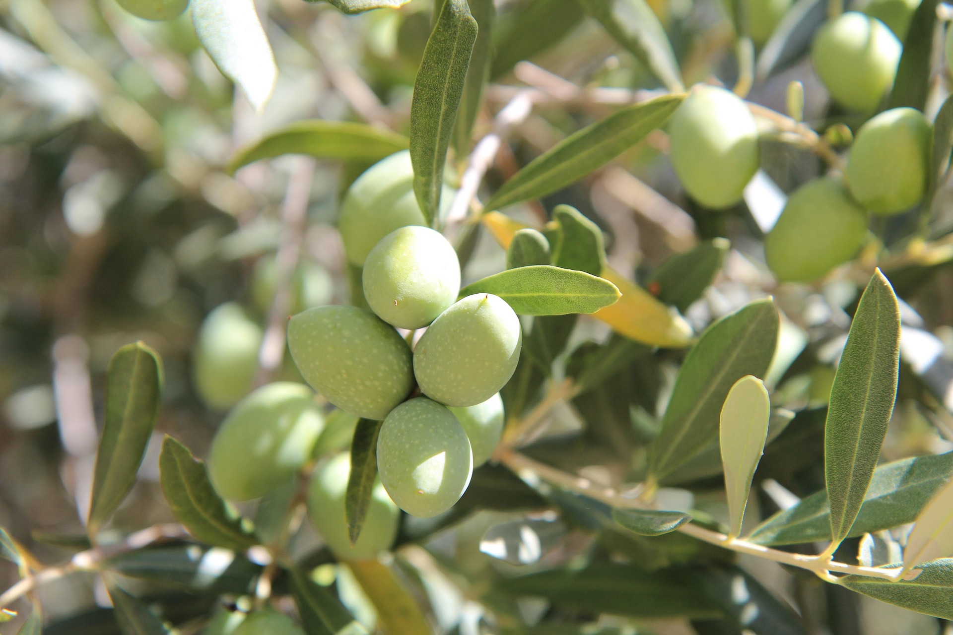 Olive