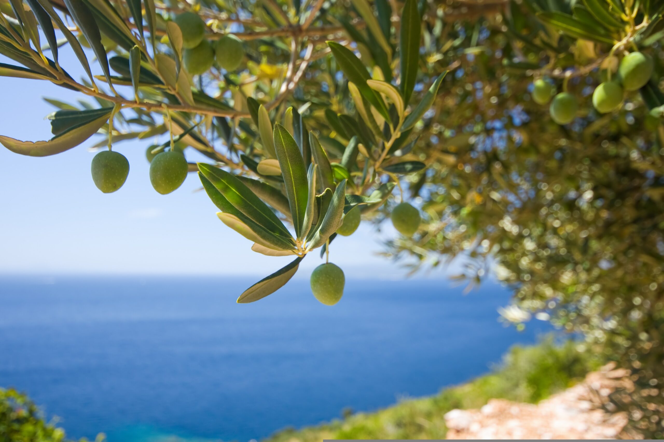 ulivo mare Villa Antiva