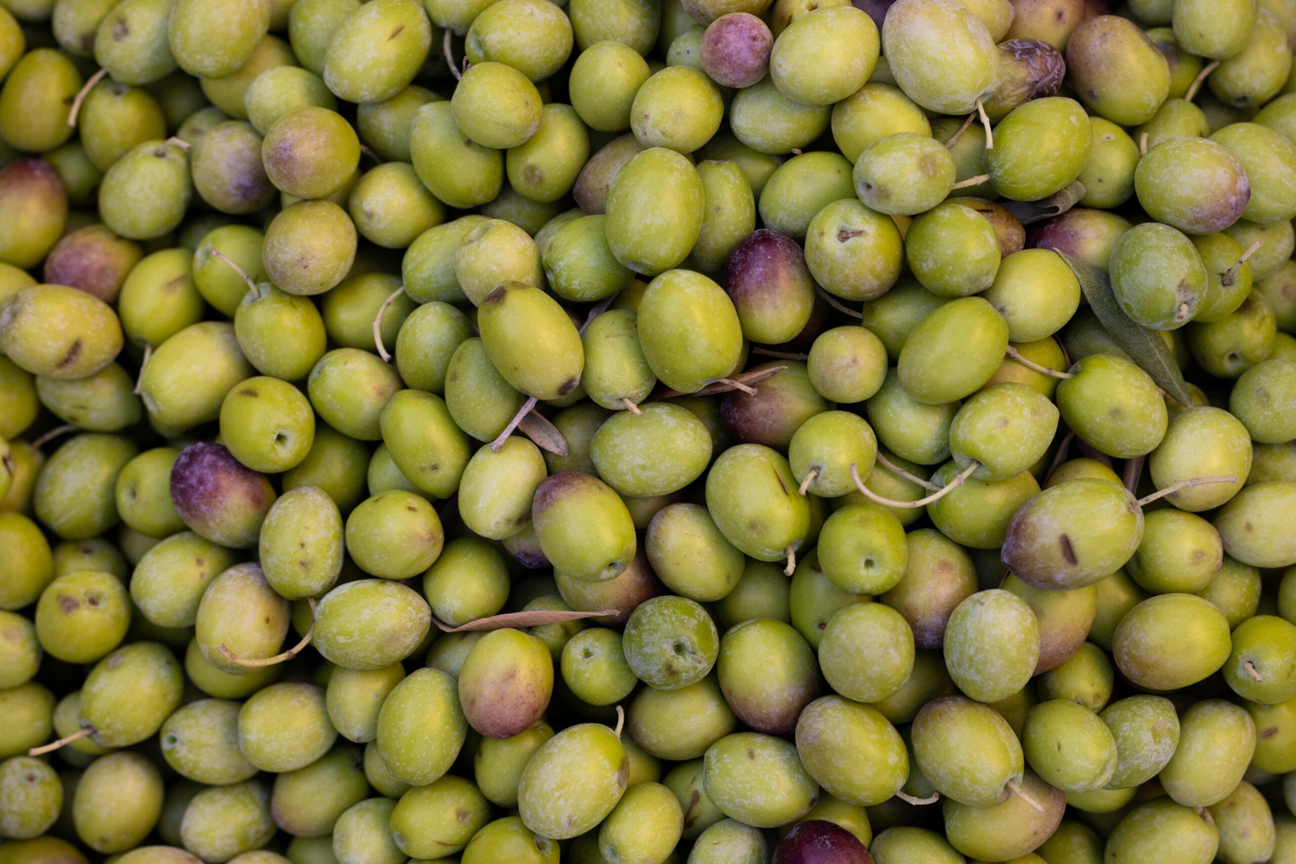 invaiatura olive