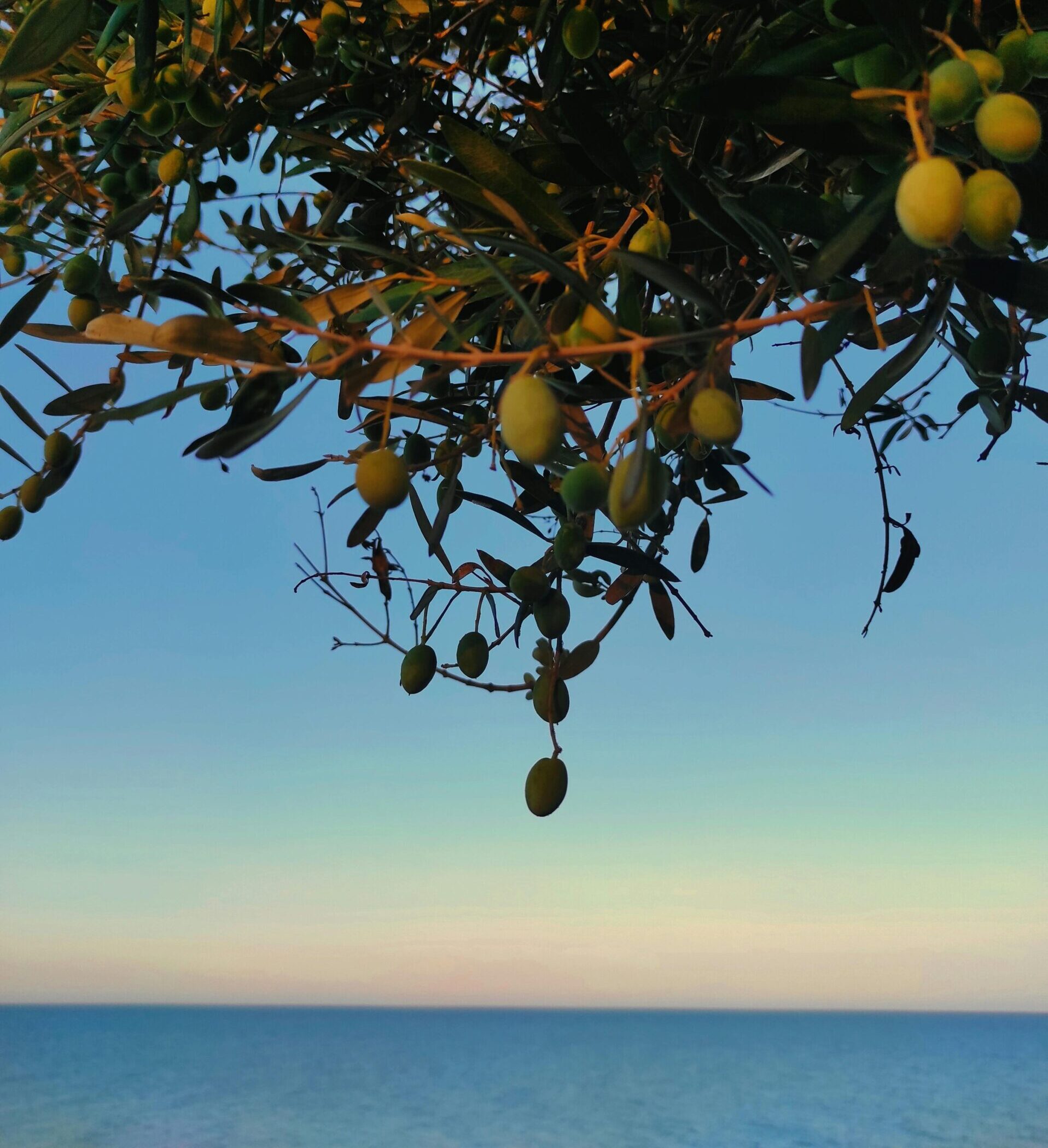 mare e olive